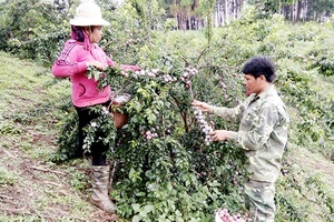 Mùa mận ở Phiêng Khoài