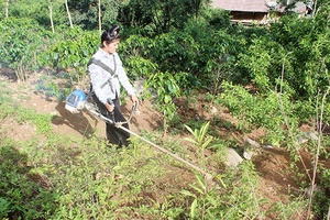 Bản Phiêng Nghè nhiều việc làm bảo vệ môi trường