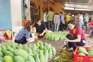 Chuẩn bị xuất khẩu 47 tấn xoài tượng da xanh