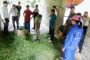 Phát triển nguồn thức ăn xanh, sạch cho gia súc