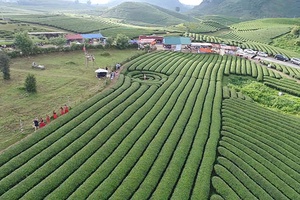 Trải nghiệm du lịch nông nghiệp Mộc Châu