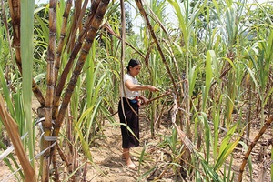 Mía ngọt Tường Phù