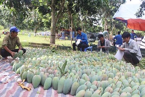 Mường La: Chuẩn bị xuất khẩu 16 tấn xoài