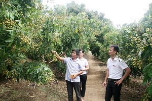 Tập trung tiêu thụ, xuất khẩu các loại quả niên vụ 2018