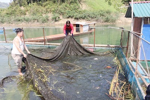 Nuôi cá lồng ở Tường Phong