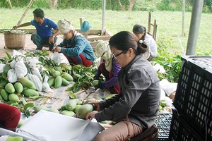 Mai Sơn, Yên Châu: Thu mua, xuất khẩu gần 40 tấn xoài
