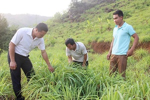 Mô hình trồng sả lấy tinh dầu ở Pi Toong