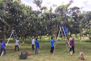 Tín hiệu vui từ thị trường xuất khẩu nông sản an toàn