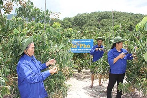 Sông Mã mùa quả ngọt