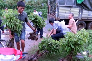 Sông Mã: Cấp bổ sung 22.061 cây giống