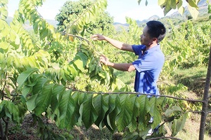 Cơ hội phát triển bền vững cho nông sản ở Mường La