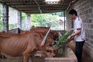 Phát huy hiệu quả nguồn quỹ hỗ trợ nông dân xóa đói nghèo