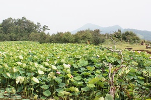 Hồ sen trên núi