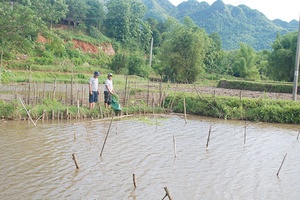 Chiềng Khoi mở rộng diện tích ao nuôi cá