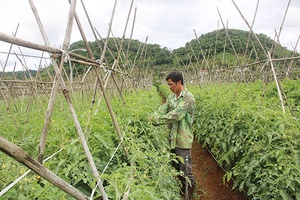 Thu nhập cao từ trồng rau