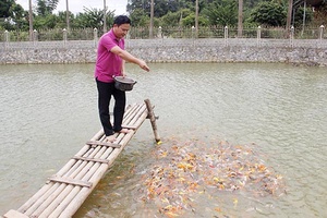 Thành công từ nuôi cá koi