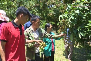 Nhãn Sông Mã bước chân vào thị trường xuất khẩu