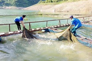 Thanh niên “9x” làm giàu trên lòng hồ thủy điện