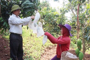 Quản lý vùng nguyên liệu xoài - bài học từ niên vụ 2018