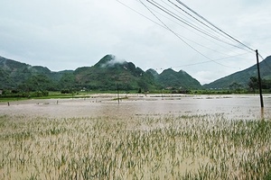 Thuận Châu: Thiệt hại nhiều diện tích hoa màu do mưa lũ