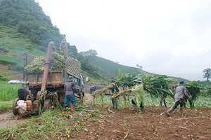 “Nghề” chặt ngô ủ ướp