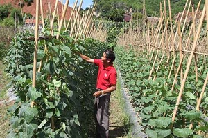 Mường Sang đa dạng hóa các sản phẩm nông nghiệp