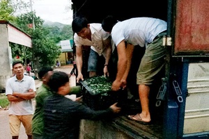 Mường La xuất khẩu 15 tấn nhãn
