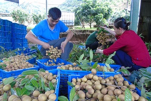 Bắc Yên: Thu mua 9,8 tấn nhãn xuất khẩu