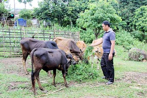 Sông Mã: Đẩy mạnh phát triển chăn nuôi