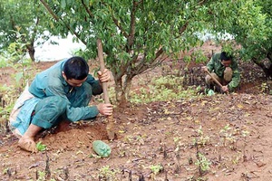 Tản mạn: Mùa dế mèn