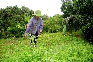 Vào HTX nông dân thu nhập trên 120 triệu/năm