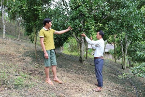 Chuyên canh cây ăn quả trên vùng biên giới