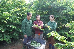 Chuẩn bị công bố nhãn hiệu chứng nhận “Na Mai Sơn” và Ngày hội nông sản