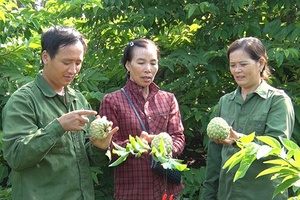 Sản xuất na VietGAP - Khẳng định chất lượng sản phẩm trên thị trường