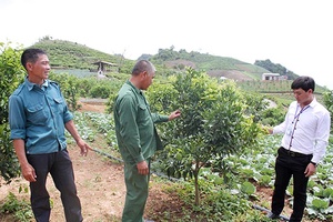 Chuyển đổi cơ cấu cây trồng phù hợp giúp người dân thoát nghèo