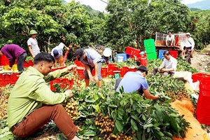 Yên Châu: Xuất khẩu 1,5 tấn nhãn sang Mỹ