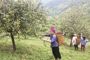 Khởi sắc Long Hẹ