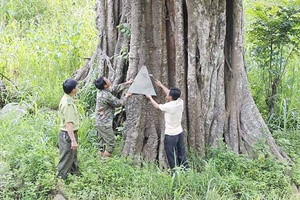 Tà Ẻn giữ xanh rừng