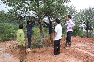 Cây sơn tra trên vùng cao Bắc Yên