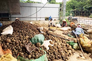Nhộn nhạo thị trường dược liệu ở Mộc Châu