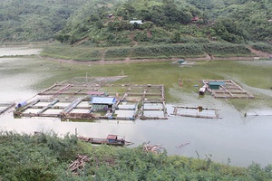 Nghề nuôi cá lồng ở Quy Hướng