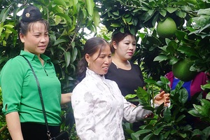 Hội viên phụ nữ xã Hát Lót giúp nhau phát triển kinh tế