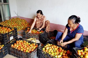 Phát huy vai trò Hội Nông dân trong công tác giảm nghèo