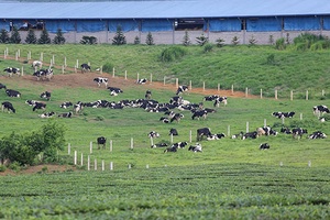 Thương hiệu “Mộc Châu milk”