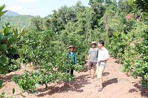 Thế mạnh phát triển cây ăn quả trên đất dốc