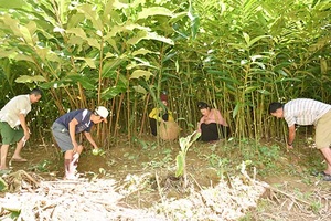 Cây sa nhân tím trên đất Nậm Lạnh