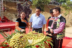 Bắc Yên giới thiệu sản phẩm quả sơn tra