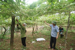 Nông dân Cờ Đỏ thu nhập cao từ trồng su su