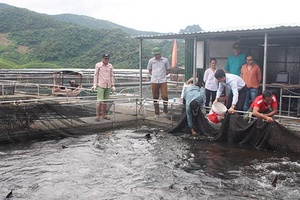 Công ty TNHH MTV Cá tầm Việt Nam – Sơn La: Mở rộng quy mô nuôi cá tầm tại Mường La
