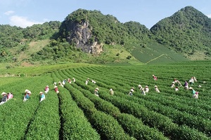 Thuận Châu trước Ngày hội chè và các sản phẩm nông sản